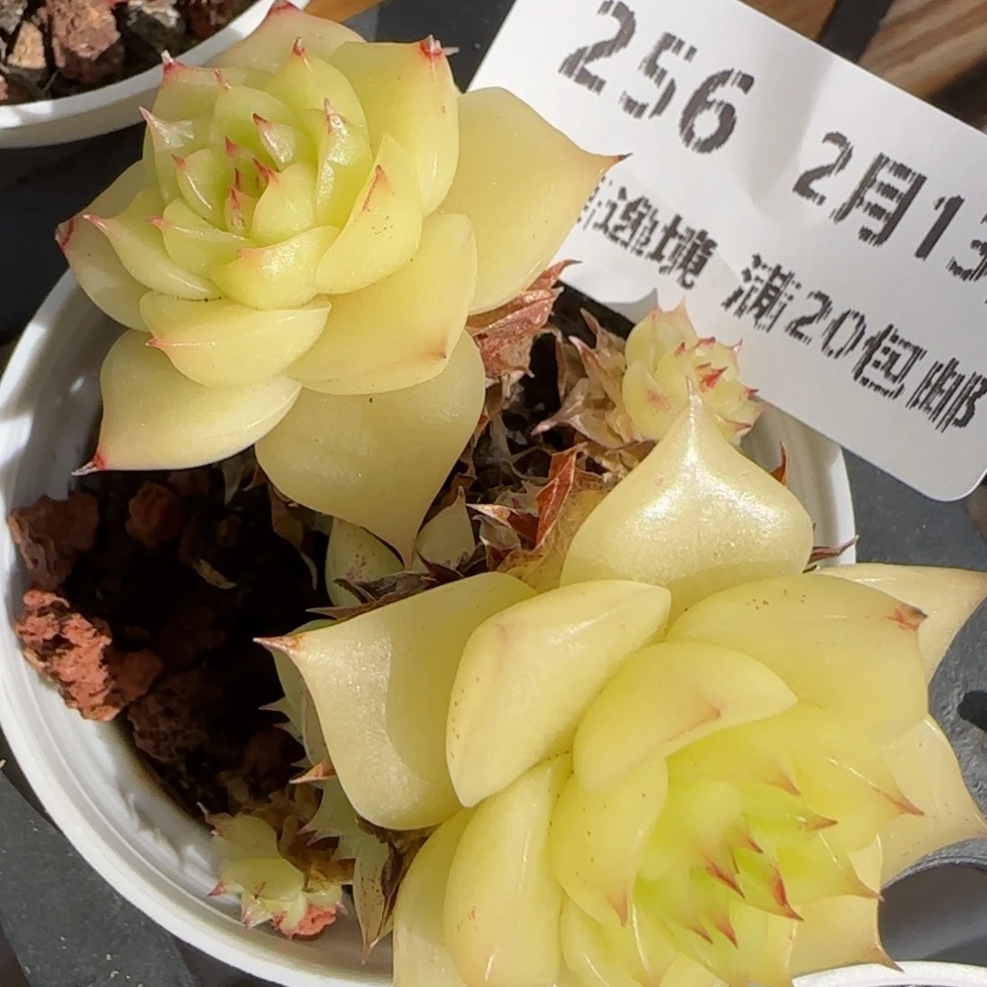 花语逸境0213-256散