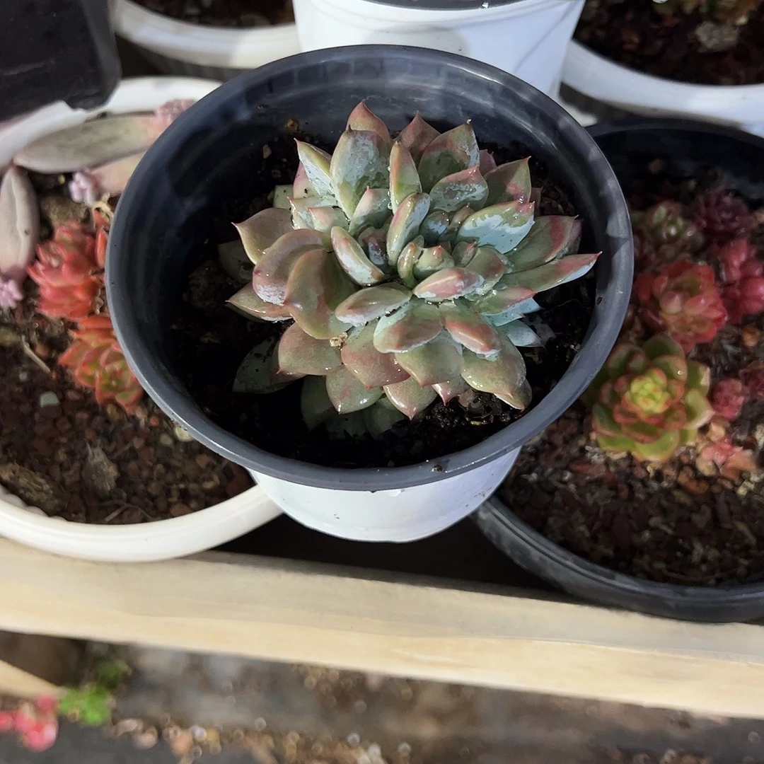 生***歌粉蓝鸟缀50号多肉