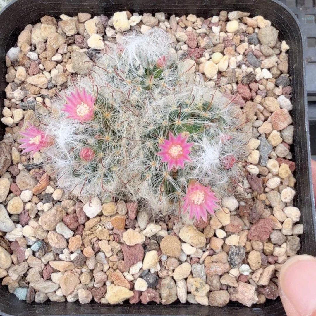 无花朵无*实生白云高砂