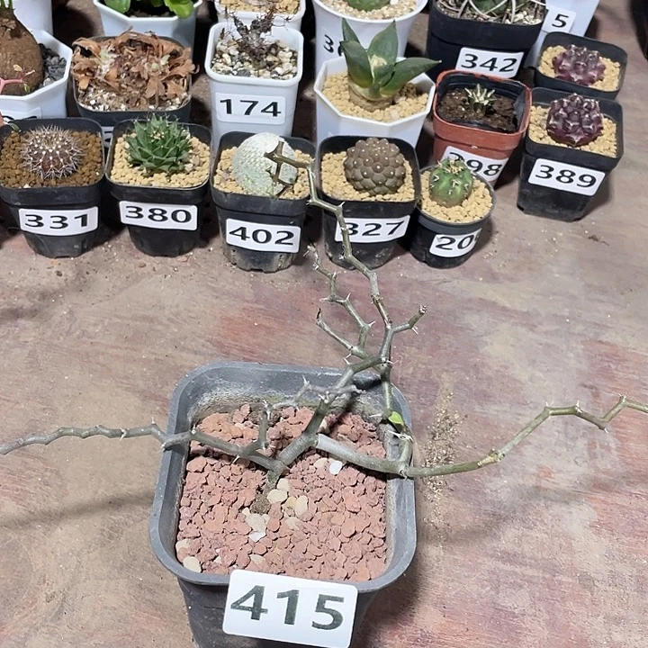 415弯曲龙块根植物