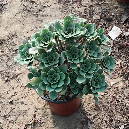 平***安香馥法师多肉植物17