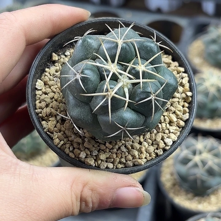 黄金刺象牙实生带盆随机一盆