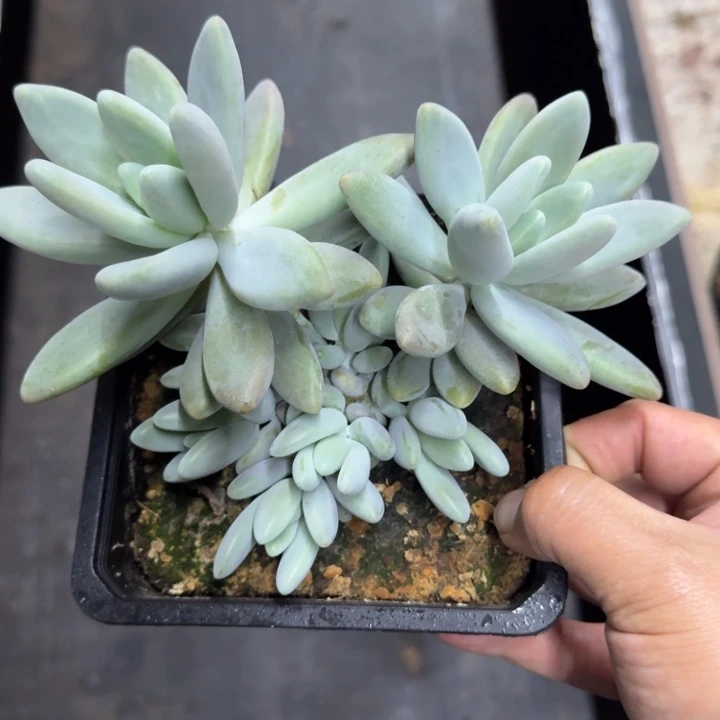 白兰地 群生 一物一拍