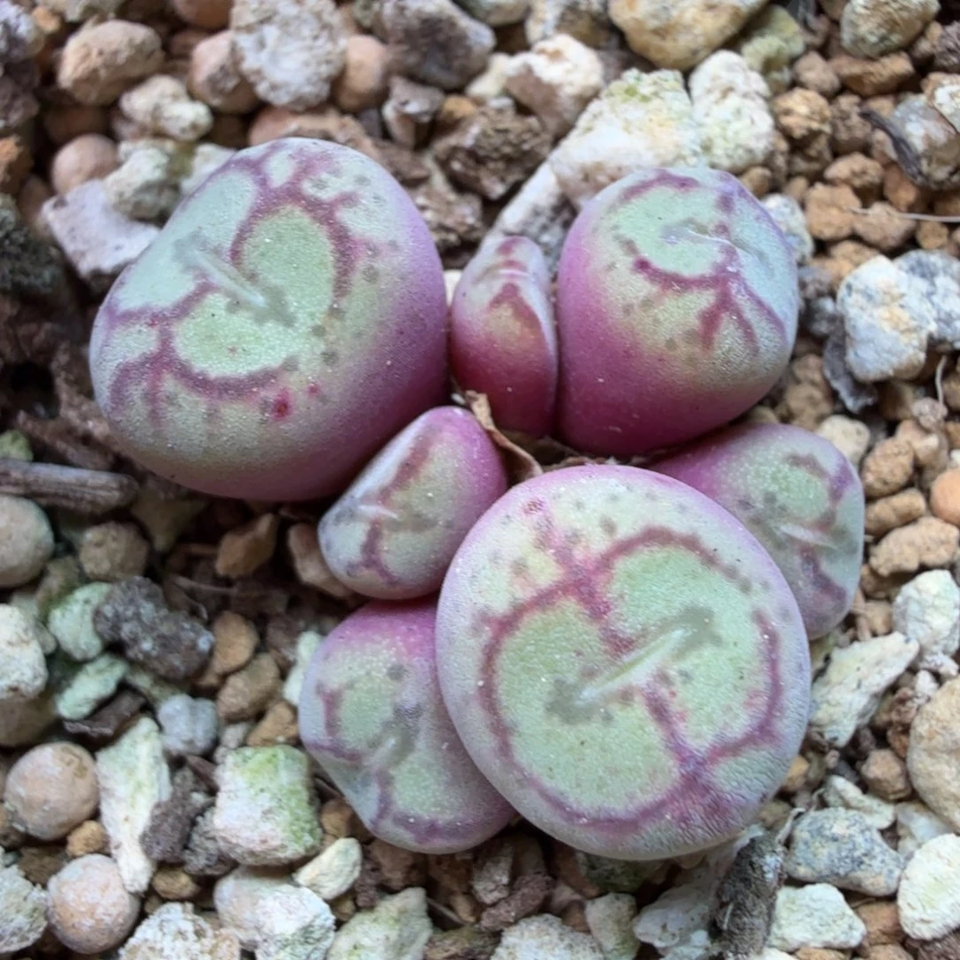 颜*玉八重毛垣姬9-25-c21