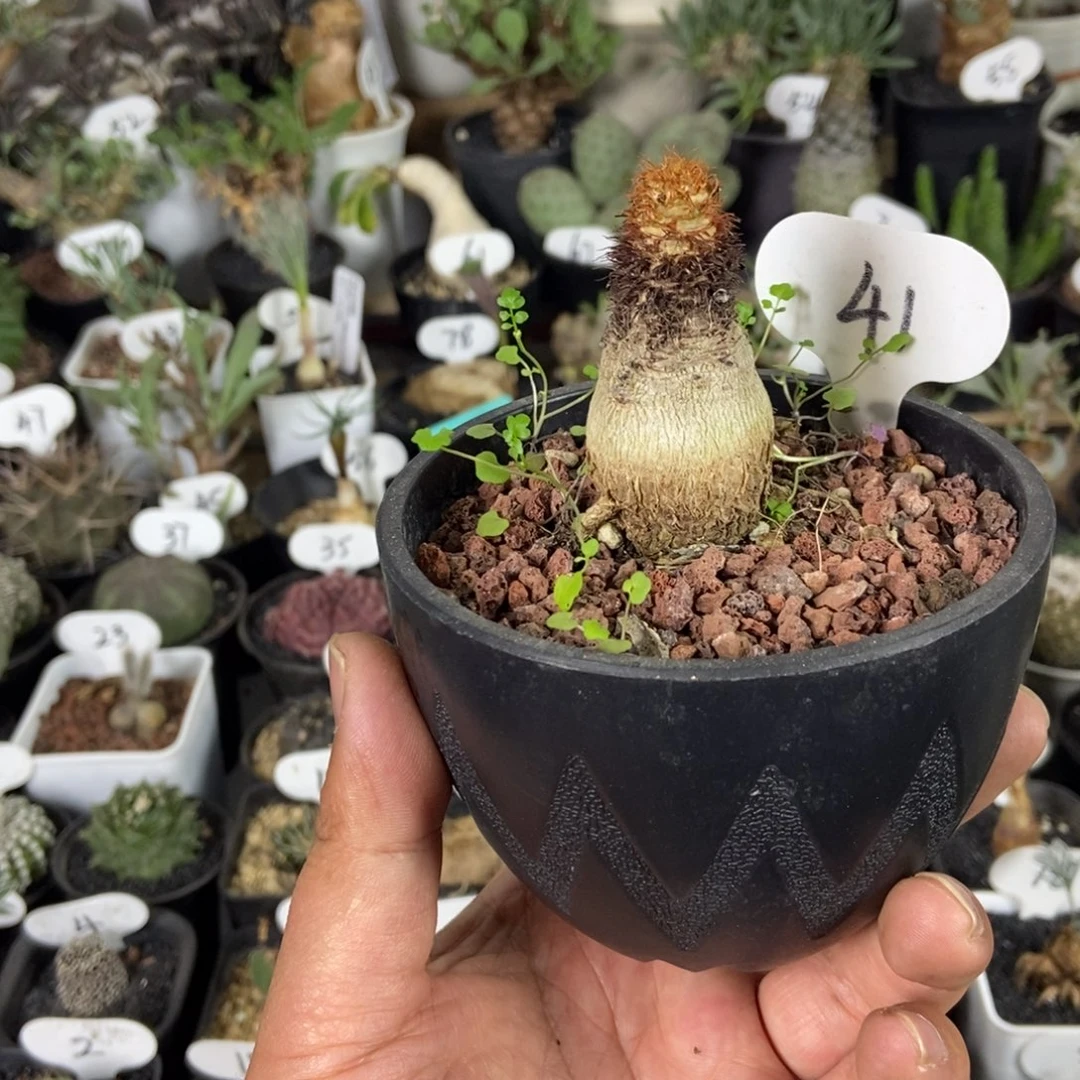 象鼻大吉一物一拍