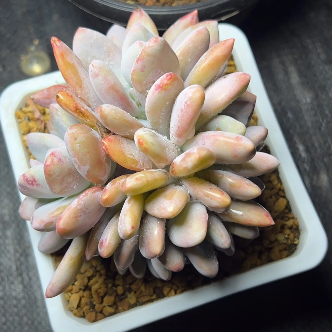 【闪购商品】粉兔朵朵缀多肉29.8