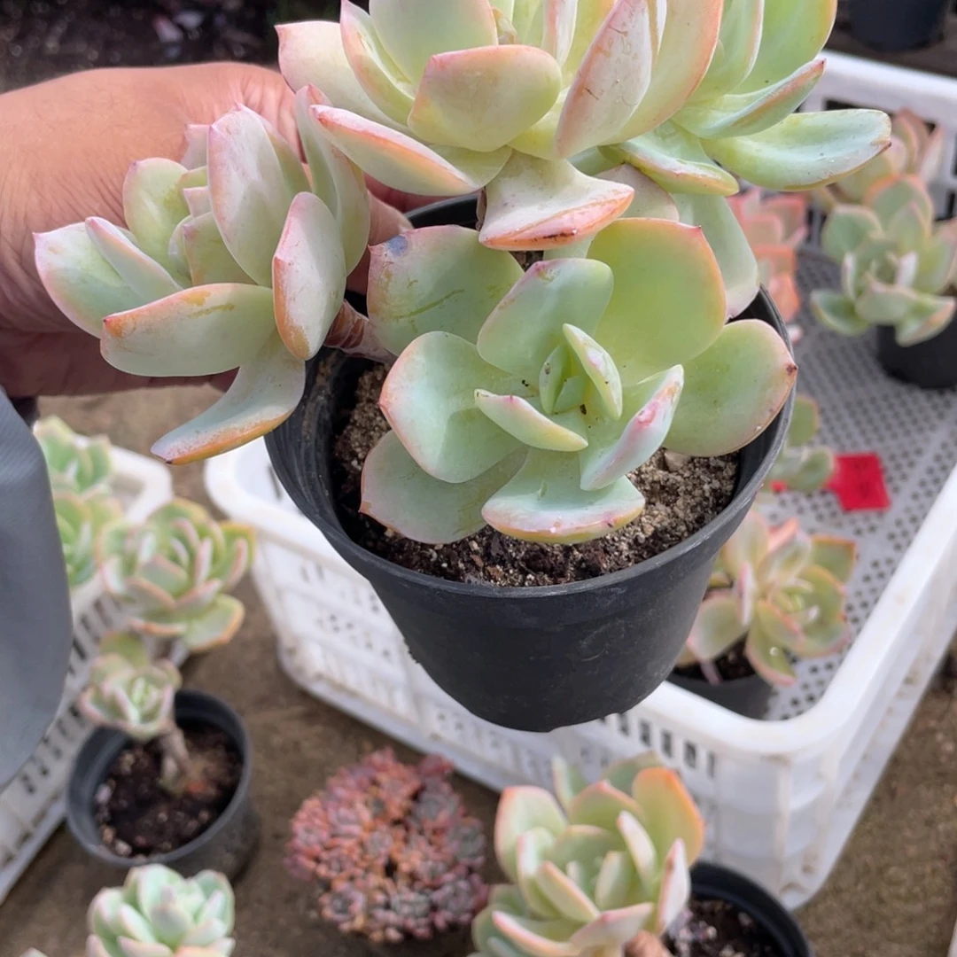 莲***忆2417  白凤  六月六