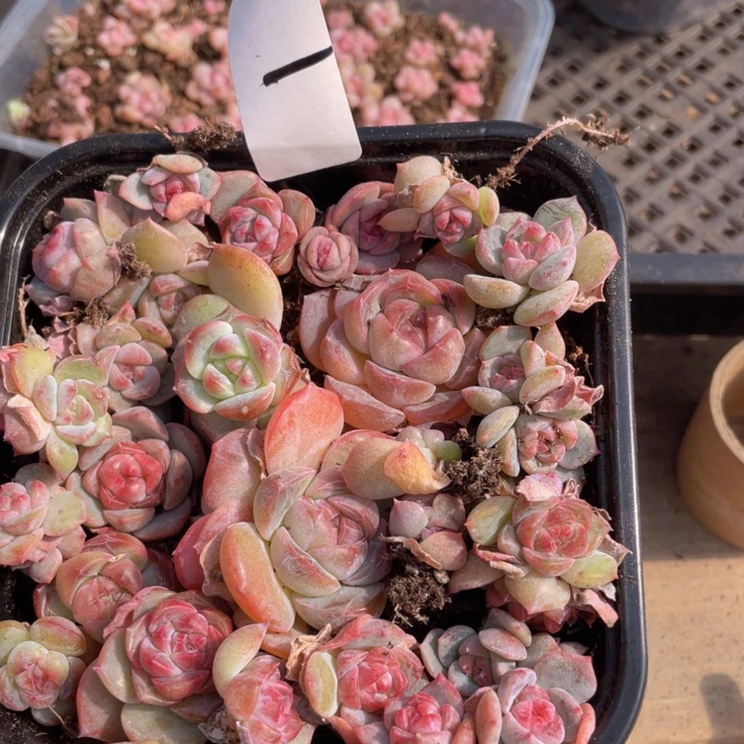 白*子多肉植物多肉植物1