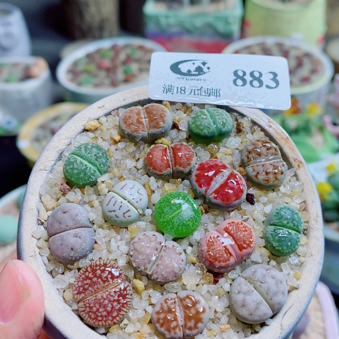 生石花花花花开了883