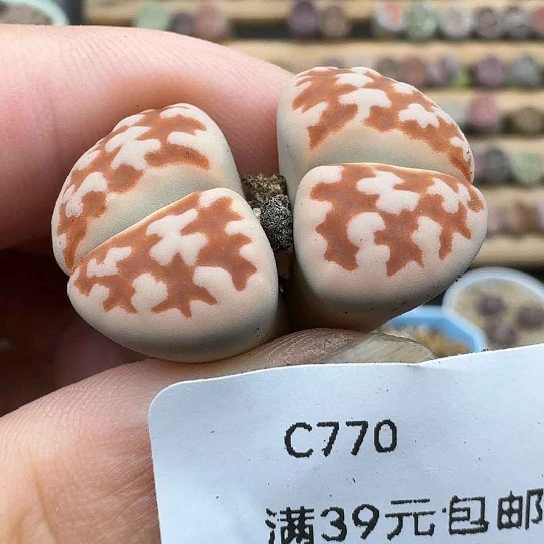 770多肉哈哈哈哈哈哈哈
