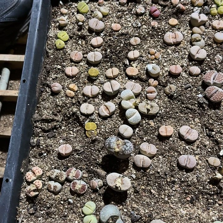 生石花111。    735