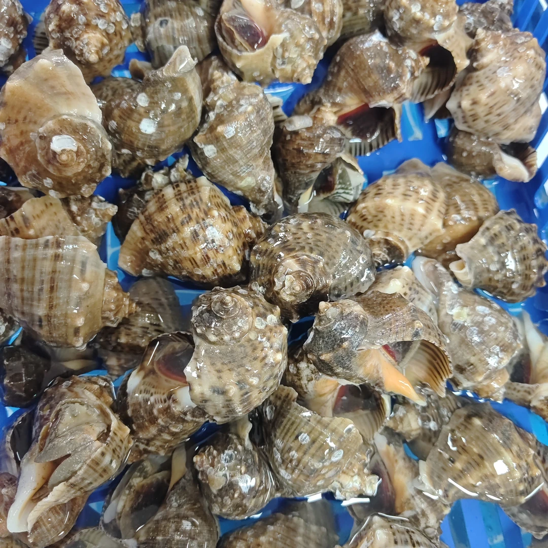 鲜活海螺88六斤，鲜活配送