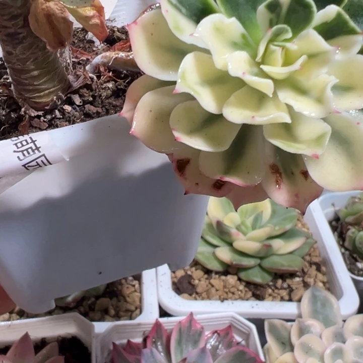 海啸锦多肉植物多肉植物