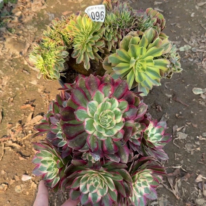 096号……2颗……多肉植物……