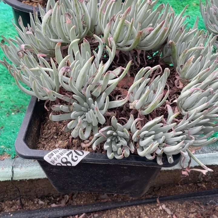 288号爱杜丽丝多肉植物
