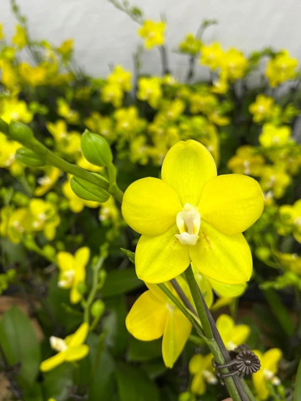 富豪优选（吉祥如意02）蝴蝶兰花期长好养护
