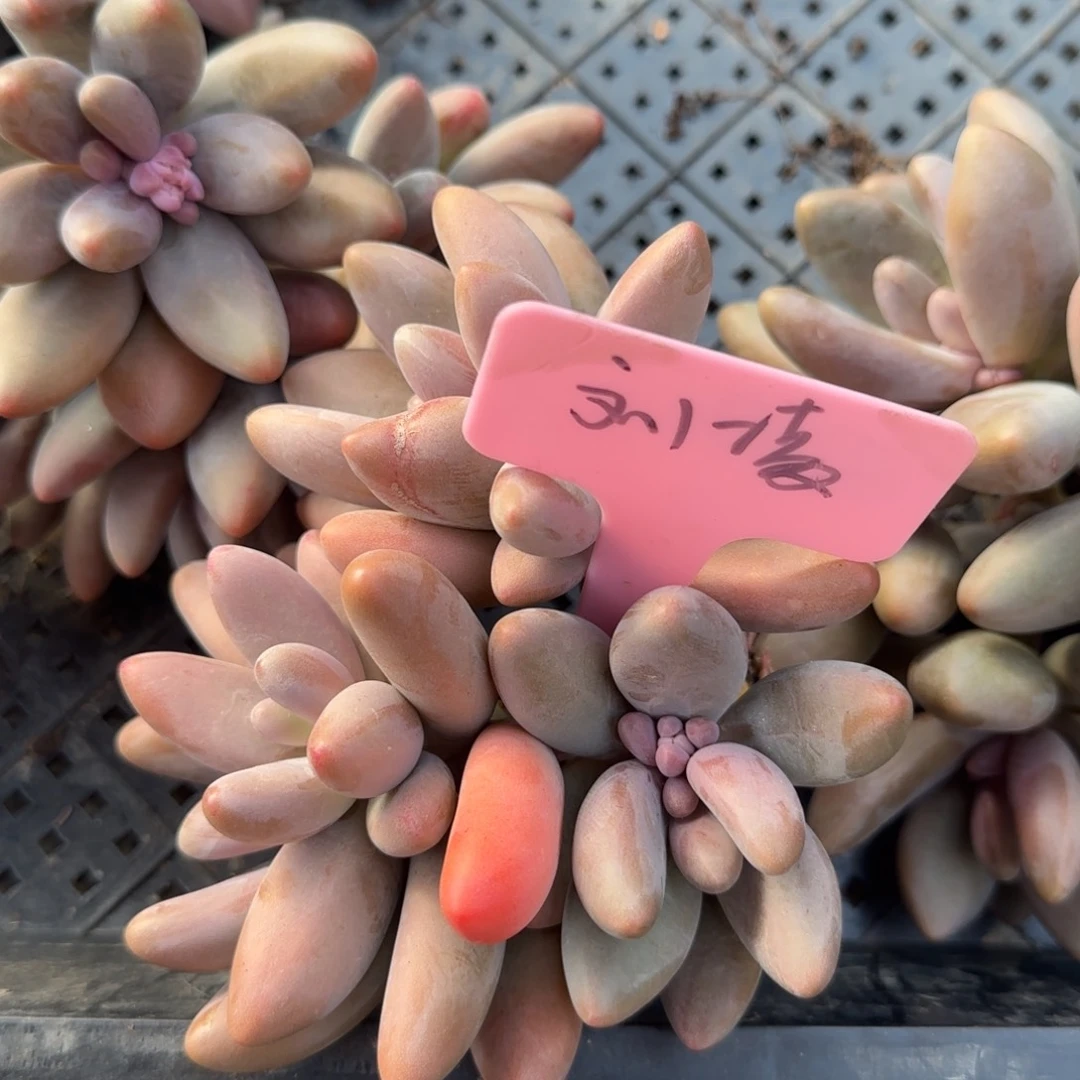 刘*红手指五十包邮