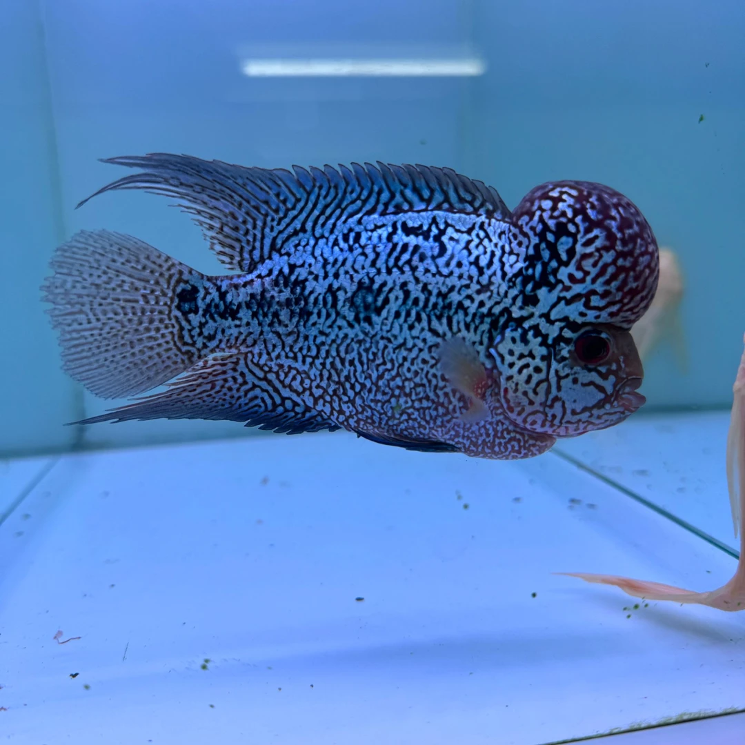 直播间罗汉鱼专拍2号