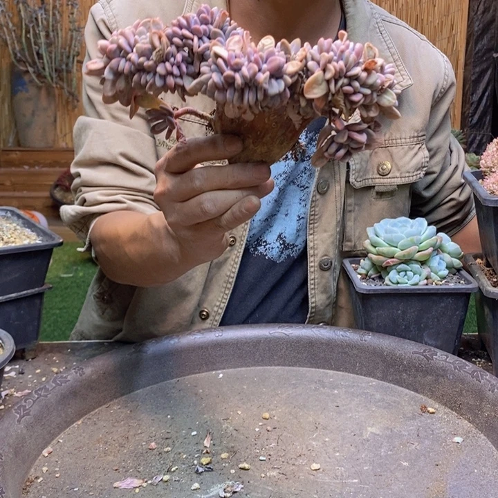 宏***饰219号粉兔多肉植物