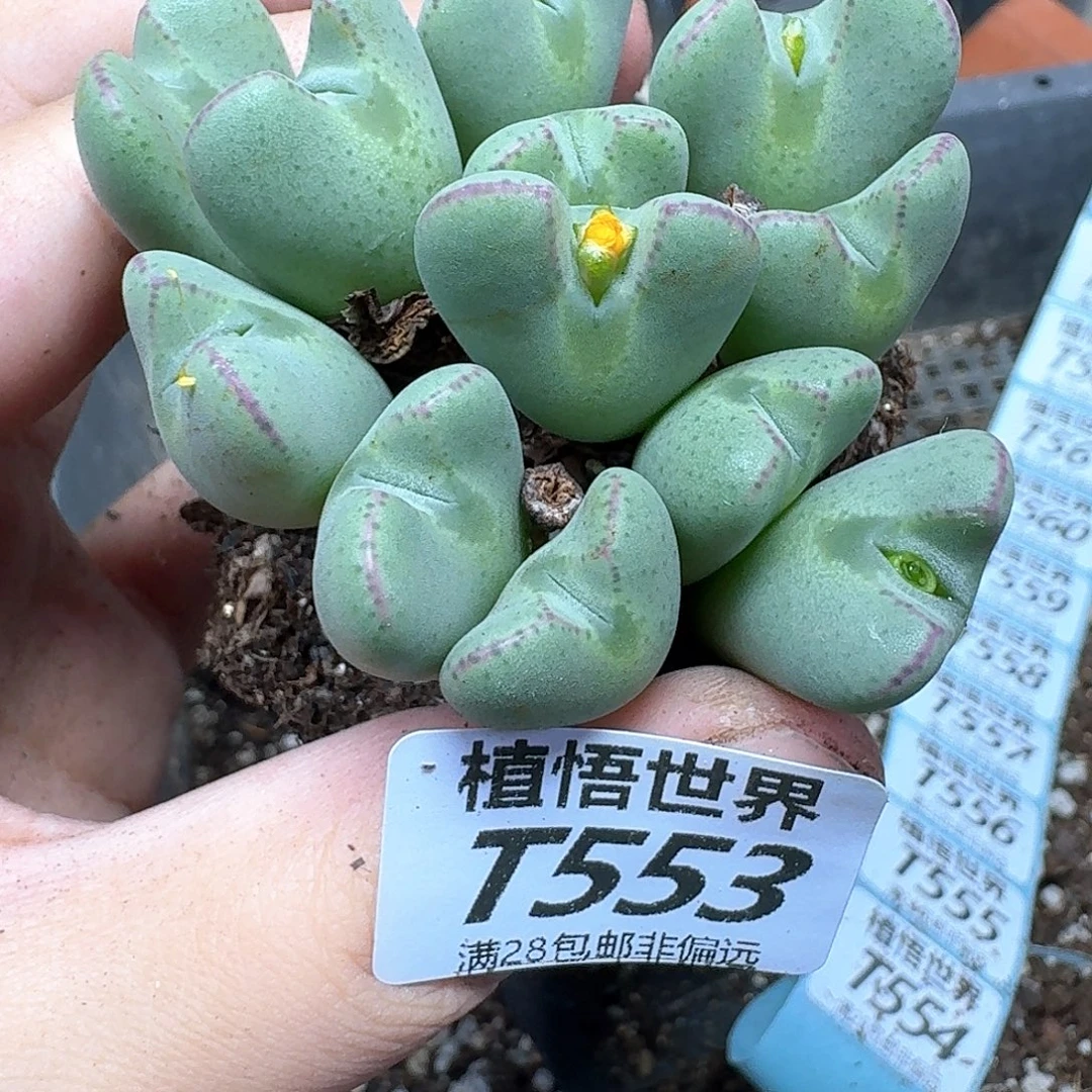 多肉植物的润泽rvb