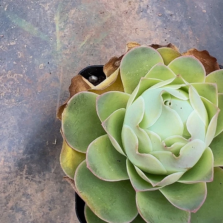 用****3精品系列山地玫瑰