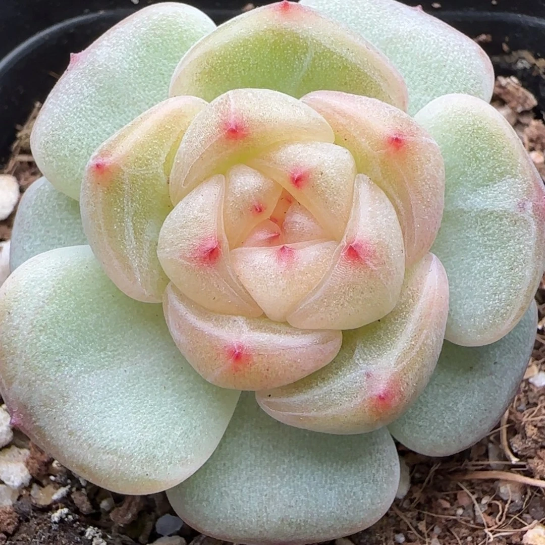 【满29包邮非偏远】700