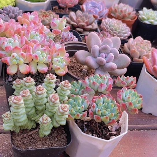 4盆套餐福利111111111111111