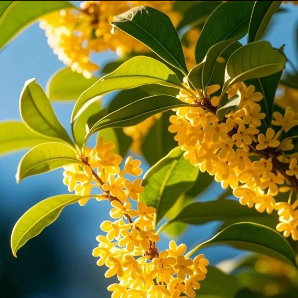 八月黄金桂红花丹桂状元红  包邮到家福利价