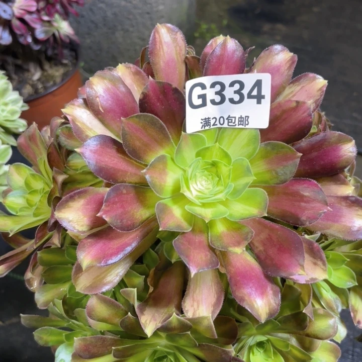 瑞妈多肉园艺334
