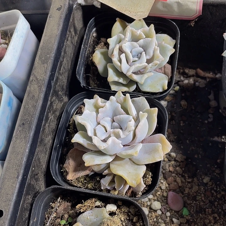 白饺子带哦土发货