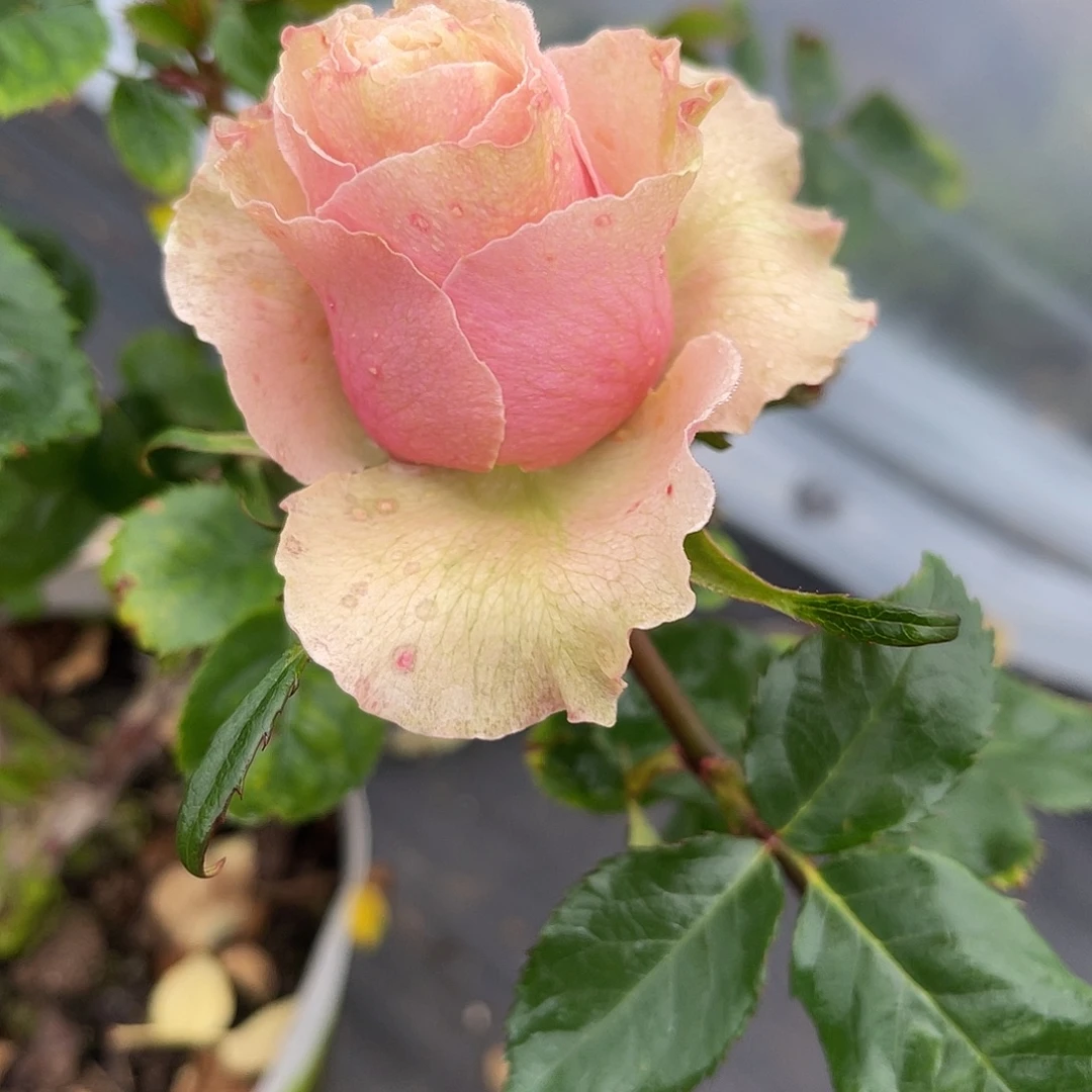 无花朵———-苦杏仁 福利款