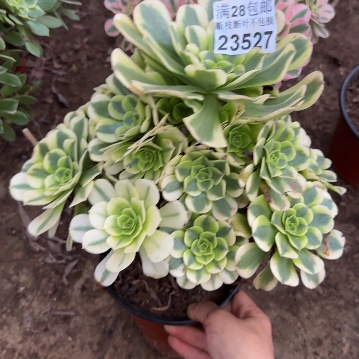 23527绿豆沙多肉植物