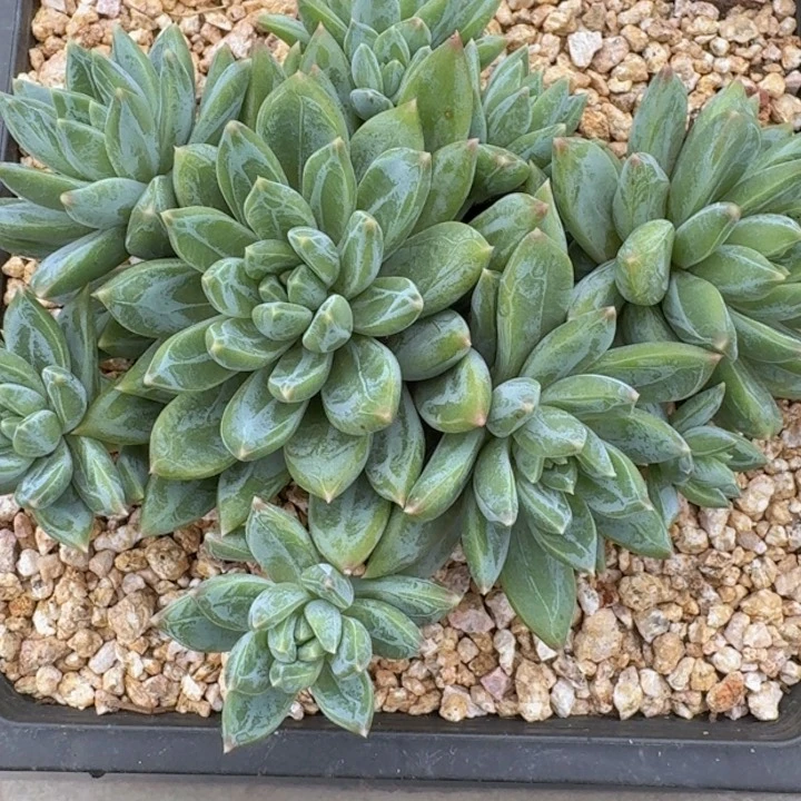 美人优选038多肉植物