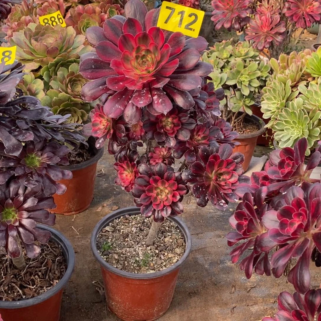 香奈多肉法师712