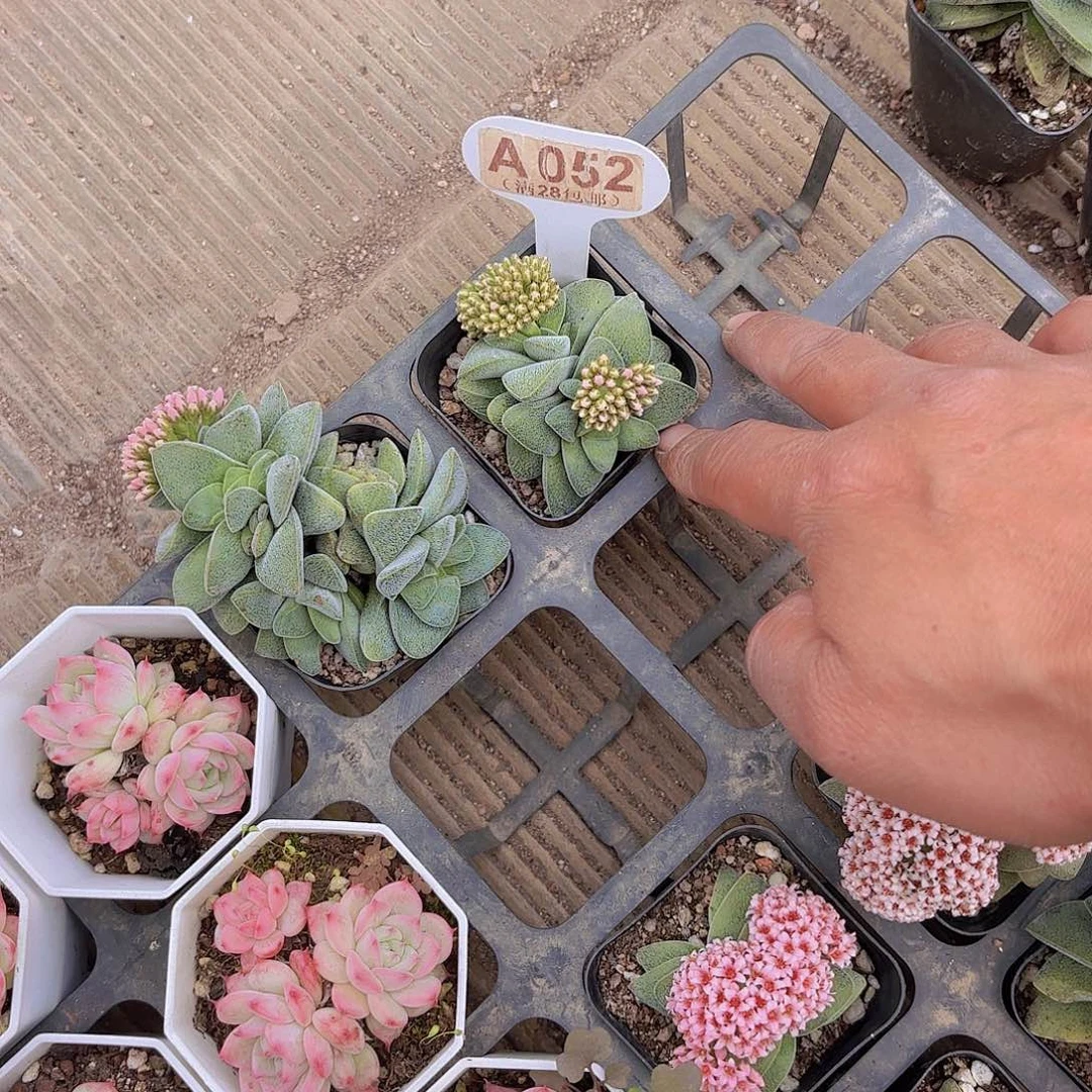 巧***_A052不知名一物一拍