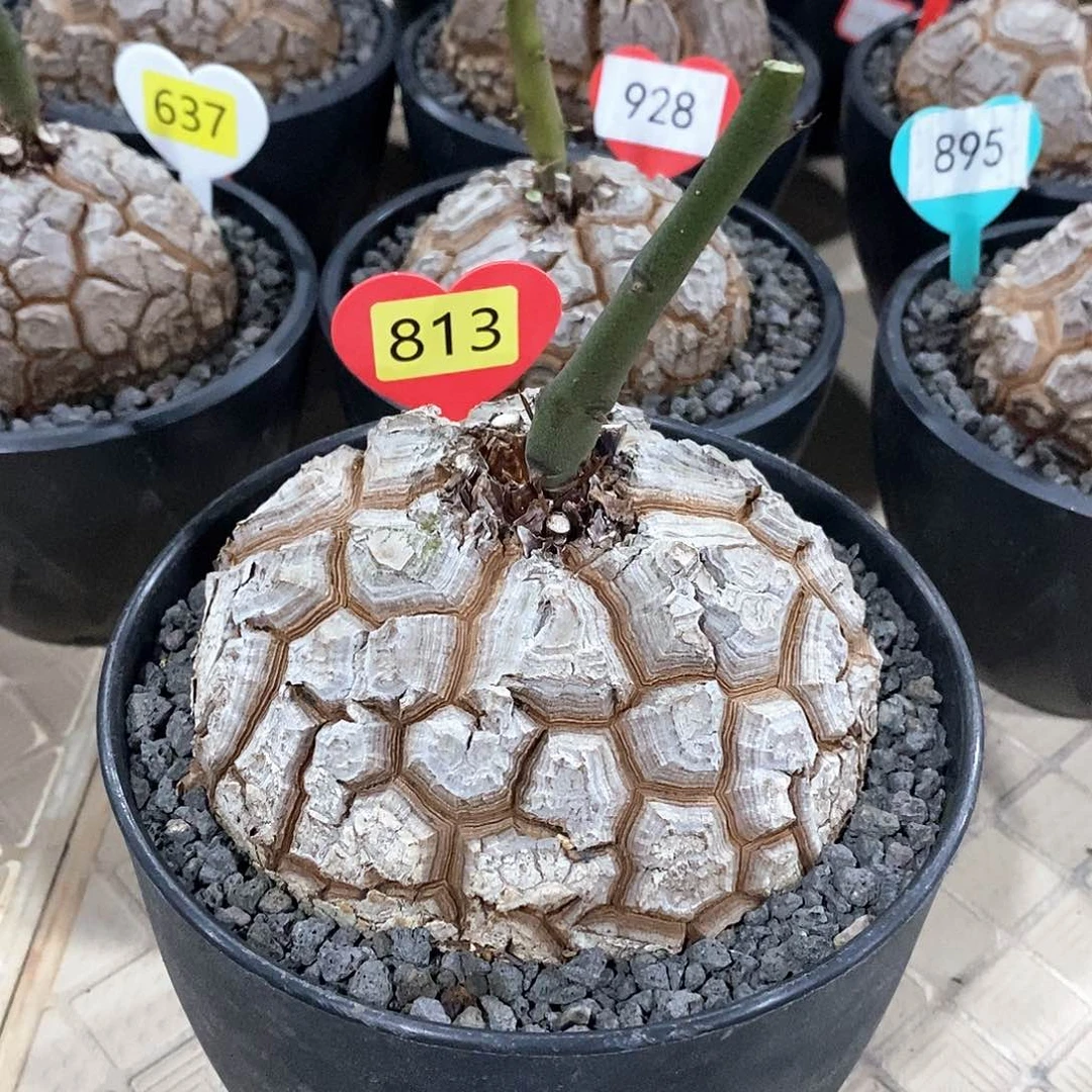 南非龟甲龙龟甲龙