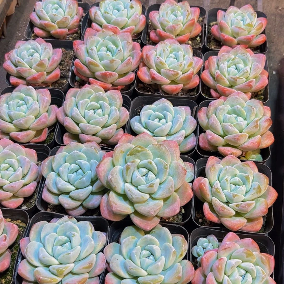 我****630多肉植物和植物的生长