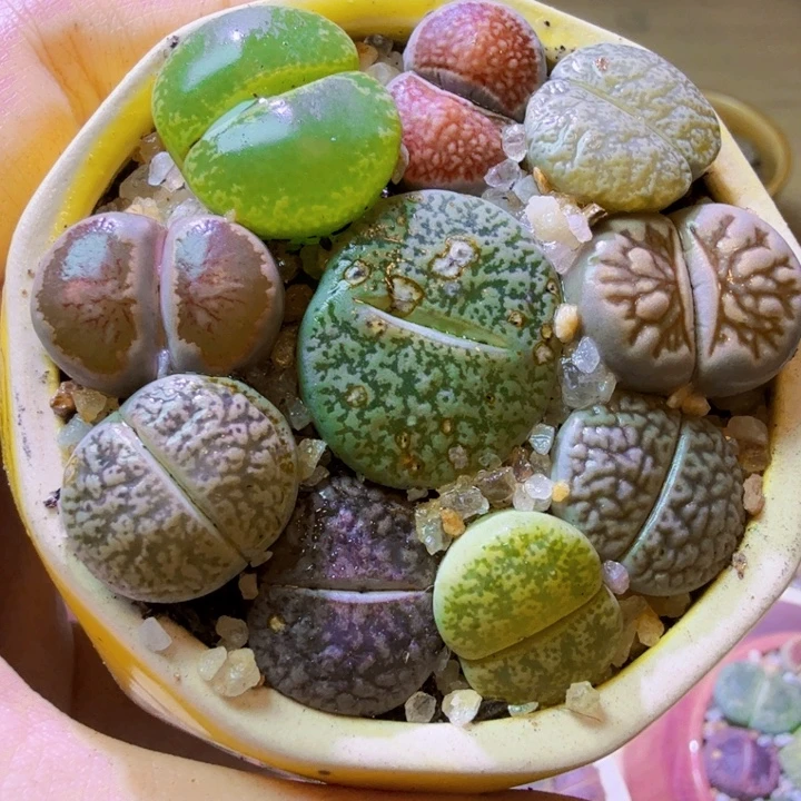 福利福利福利福利7