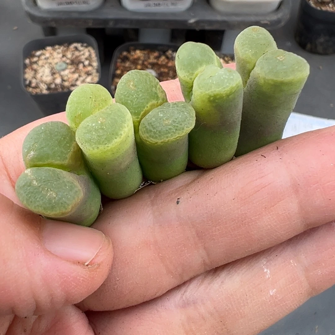 10.19好看的多肉脱土发货872高腿