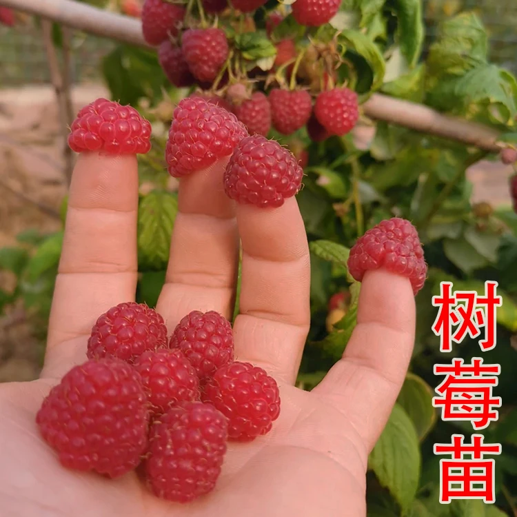 树莓苗双季覆盆子果树苗红黄黑树莓苗盆栽地栽南北方种植当年结果