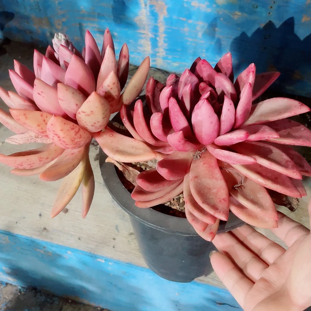 桃花源2颗脱土包邮