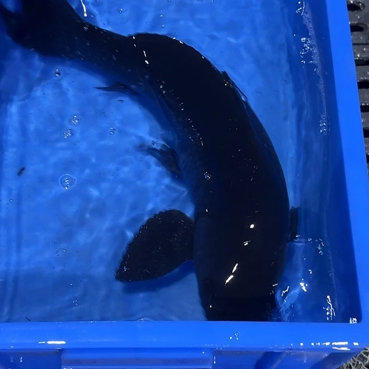 海水赤目芒果黑鱼