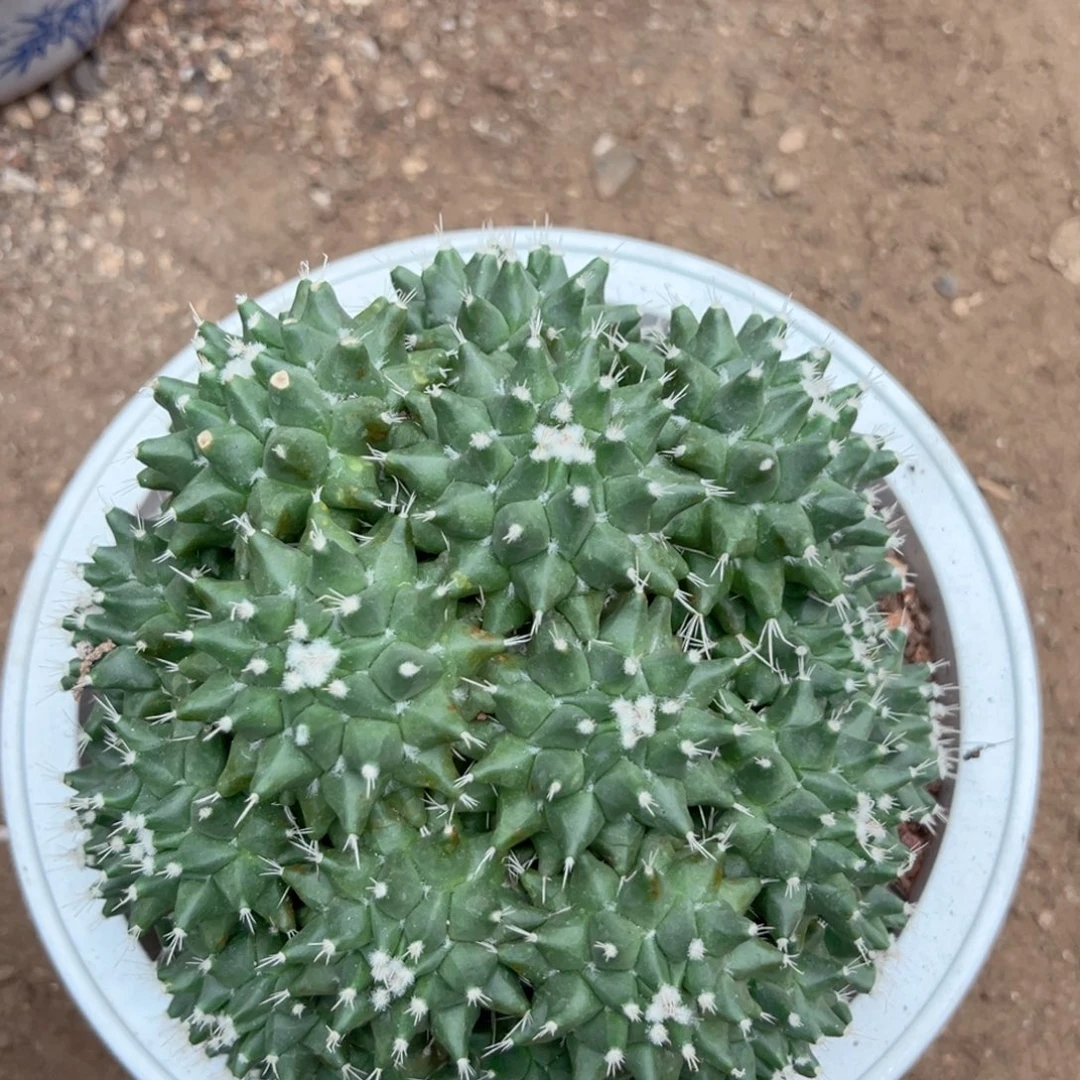 彼***花零零落落 零零落落