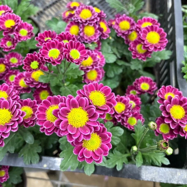 【缤纷甄选】桌面款盆栽紫色吉祥小菊带花带花苞到手一盆