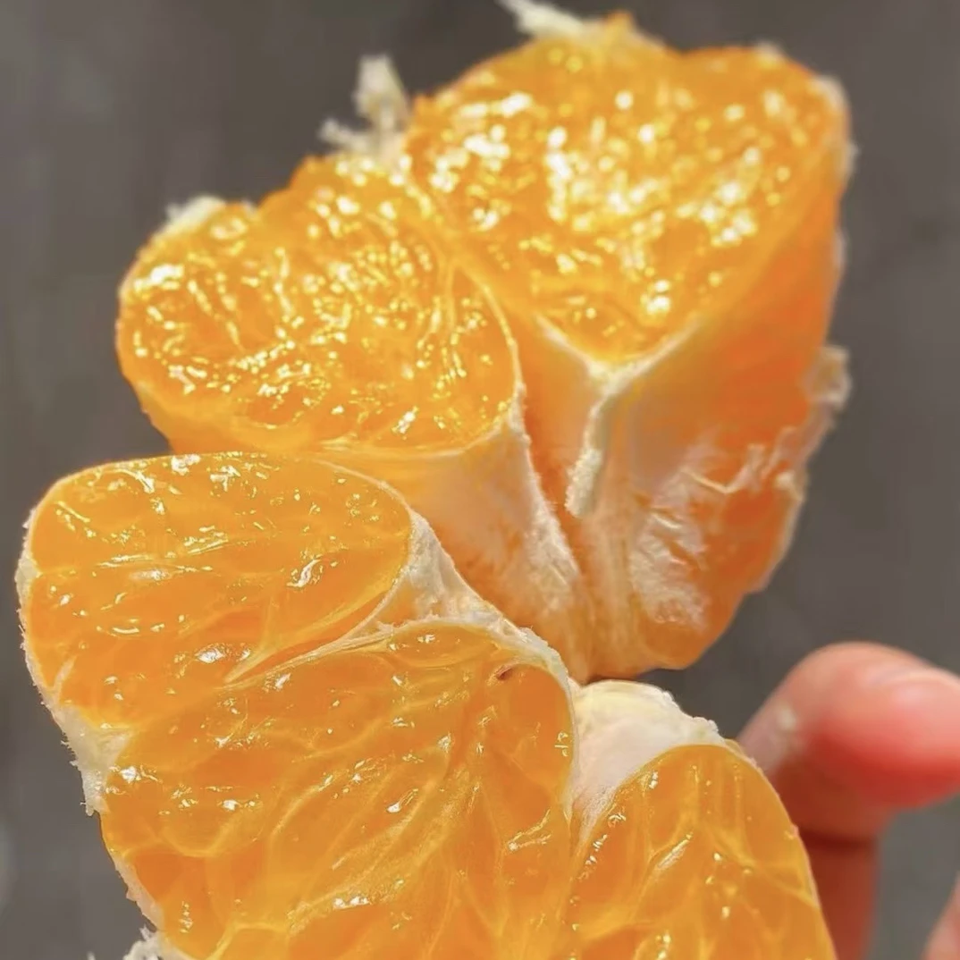 【爆汁超甜】日本静冈种源 春见粑粑柑 白富美北纬35°春见粑粑柑四川省