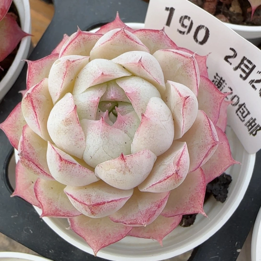 花语逸境0220-190