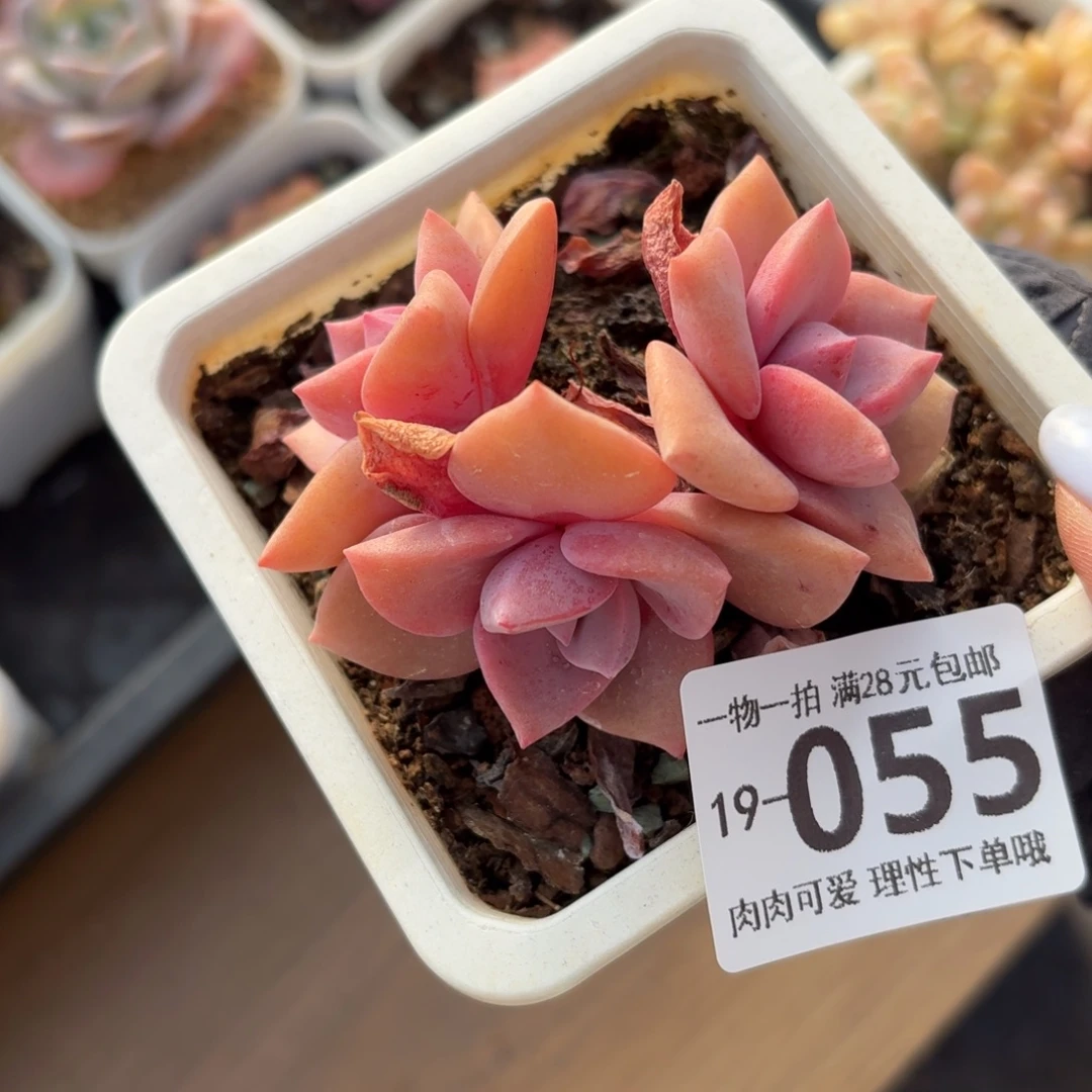 彩虹糖无盆土发货无