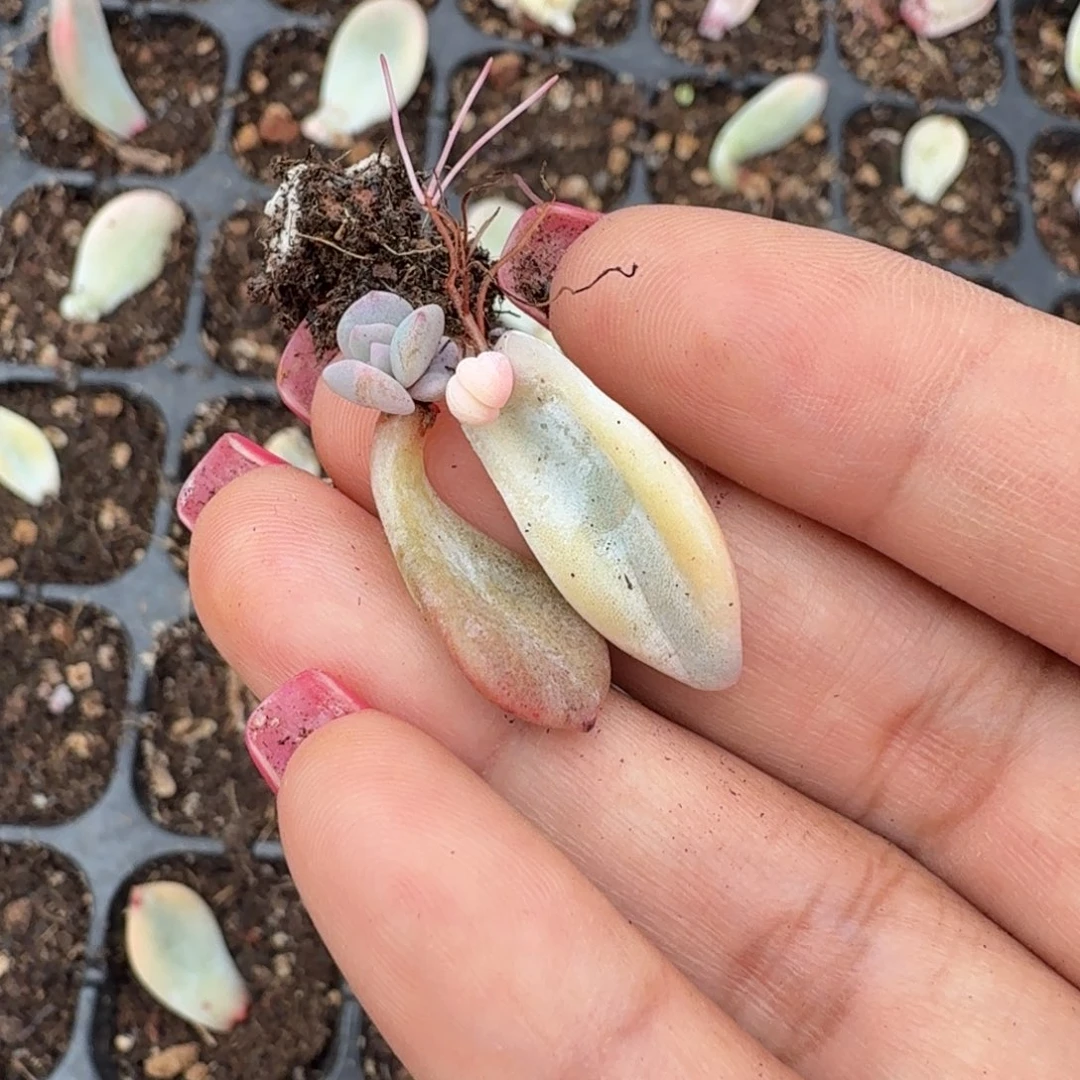 所罗门巨人锦一颗多肉