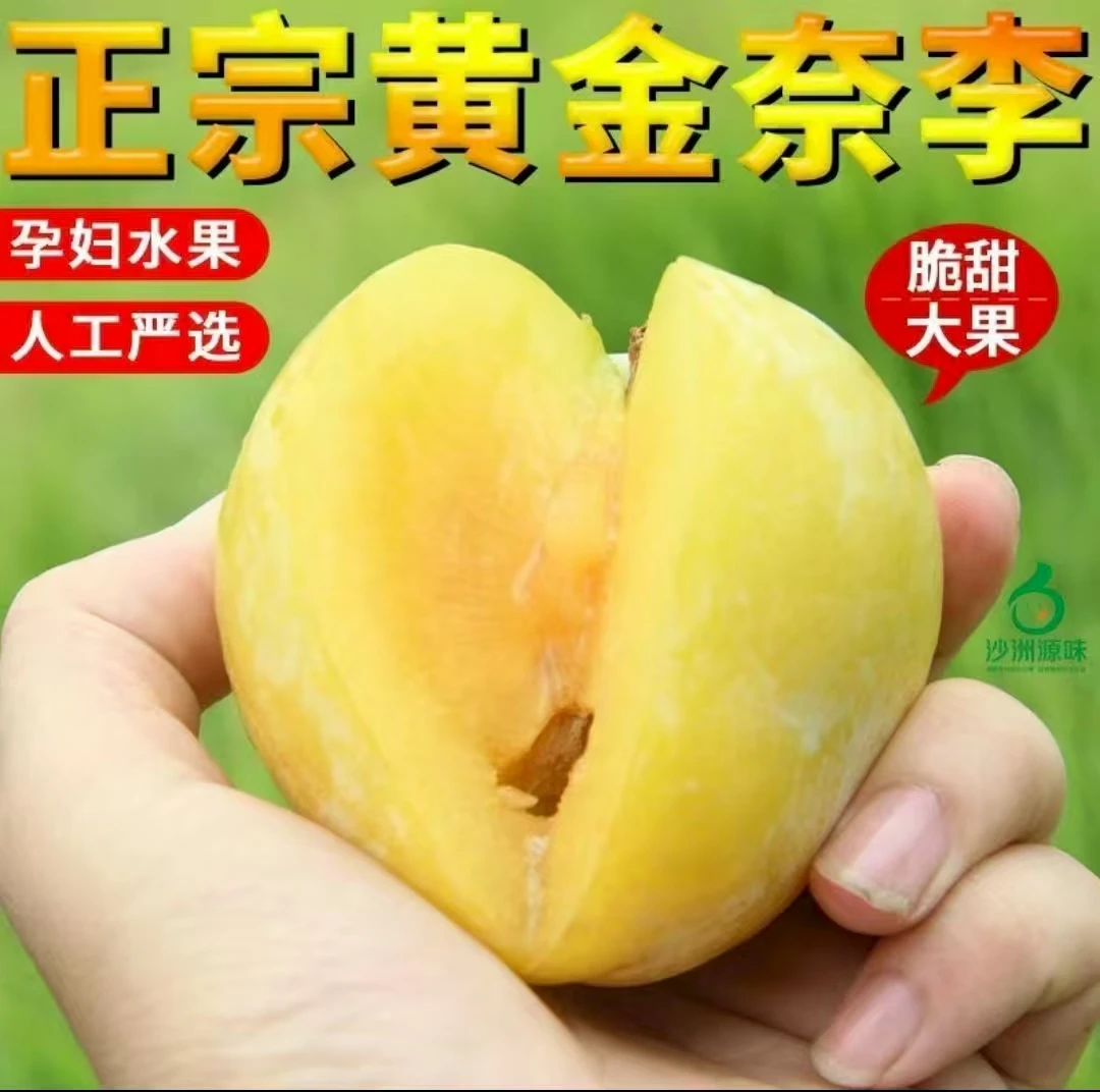 湖南炎陵正宗高山黄金奈李
