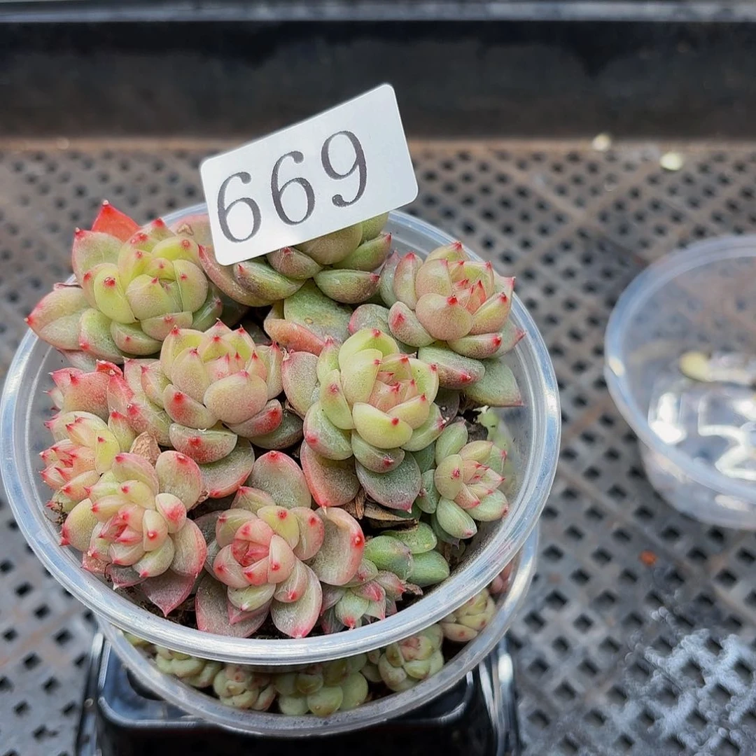 多肉植物多肉植物669